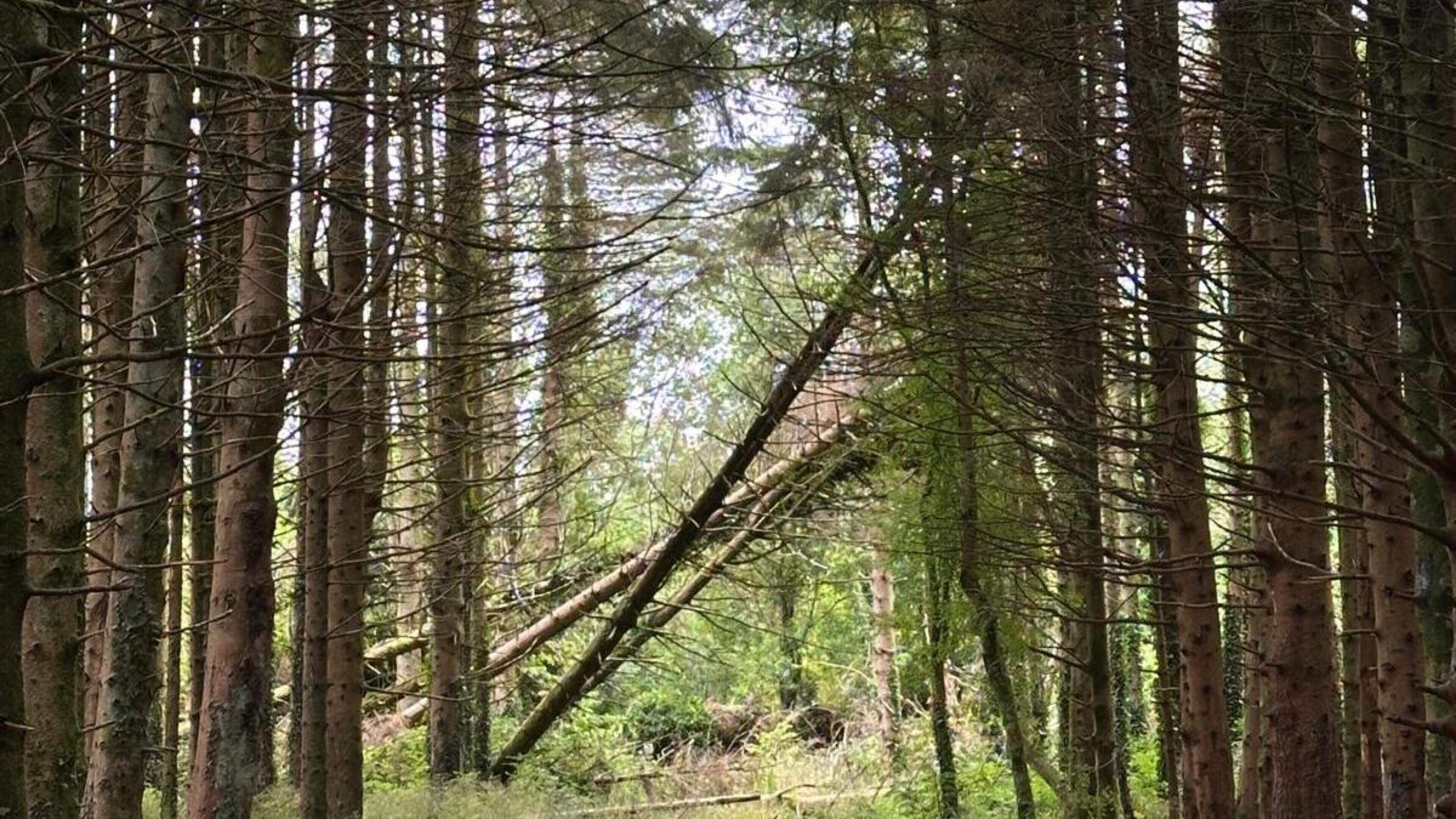 Concerns grow in Galway over major conifer felling programme at Merlin Woods